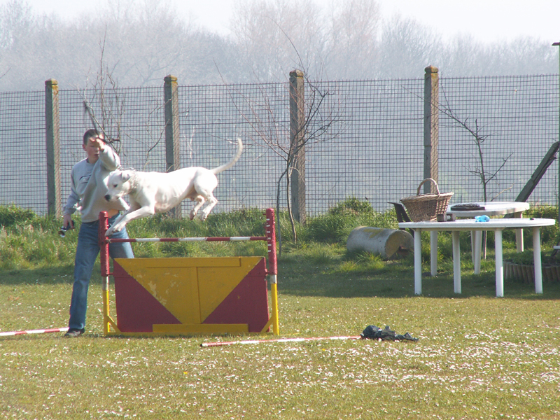saut d`obstacles