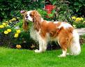 Cavalier King Charles